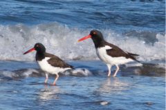 A pair of shorebirds