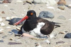 A shorebird sits at the Bay