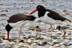 Shorebirds often migrate to San Antonio Oeste Bay