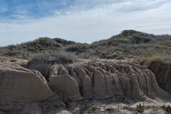 San dunes at San Antonio Oeste Bay are sensitive ecosystems that perfrom critical function for Shorebirds