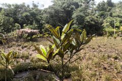 A seedling growing in the restoration site